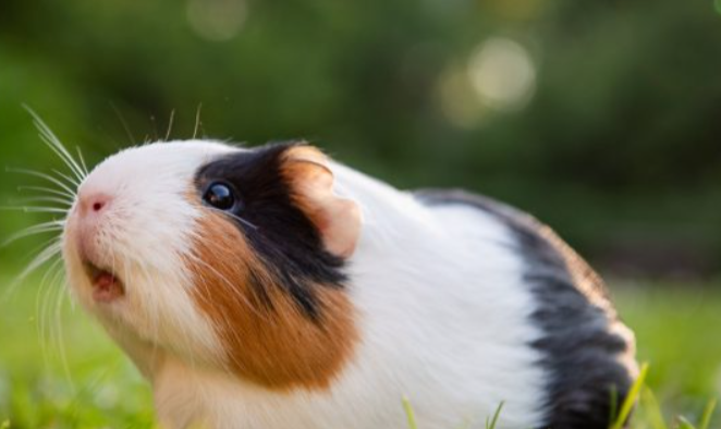 Buy Guinea Pigs